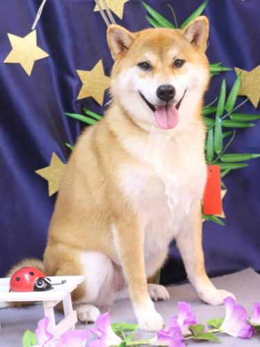 20230727マロンちゃん